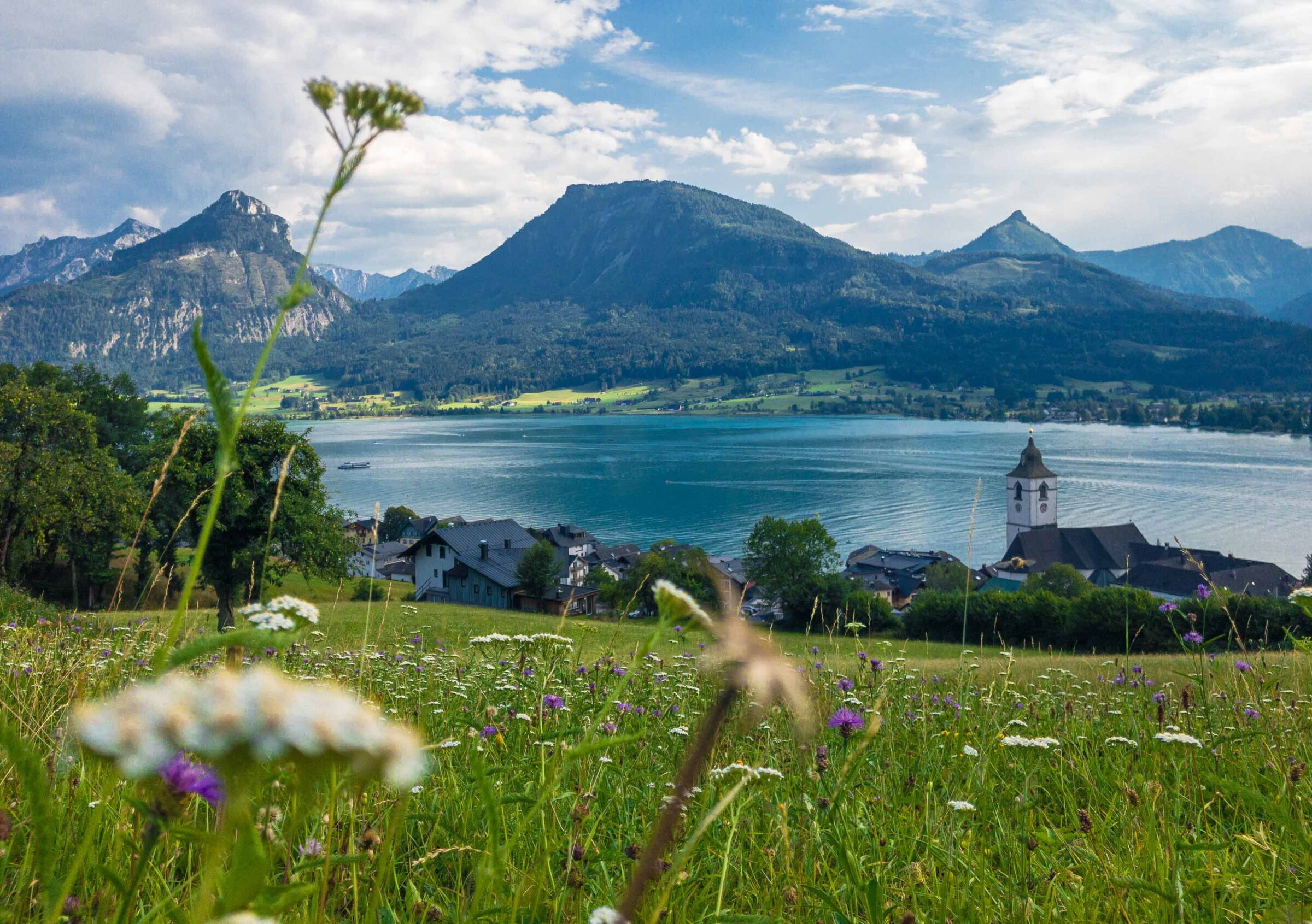 Blühende Blumenwiese mit atemberaubender Berglandschaft und dem Wolfgangsee im Hintergrund