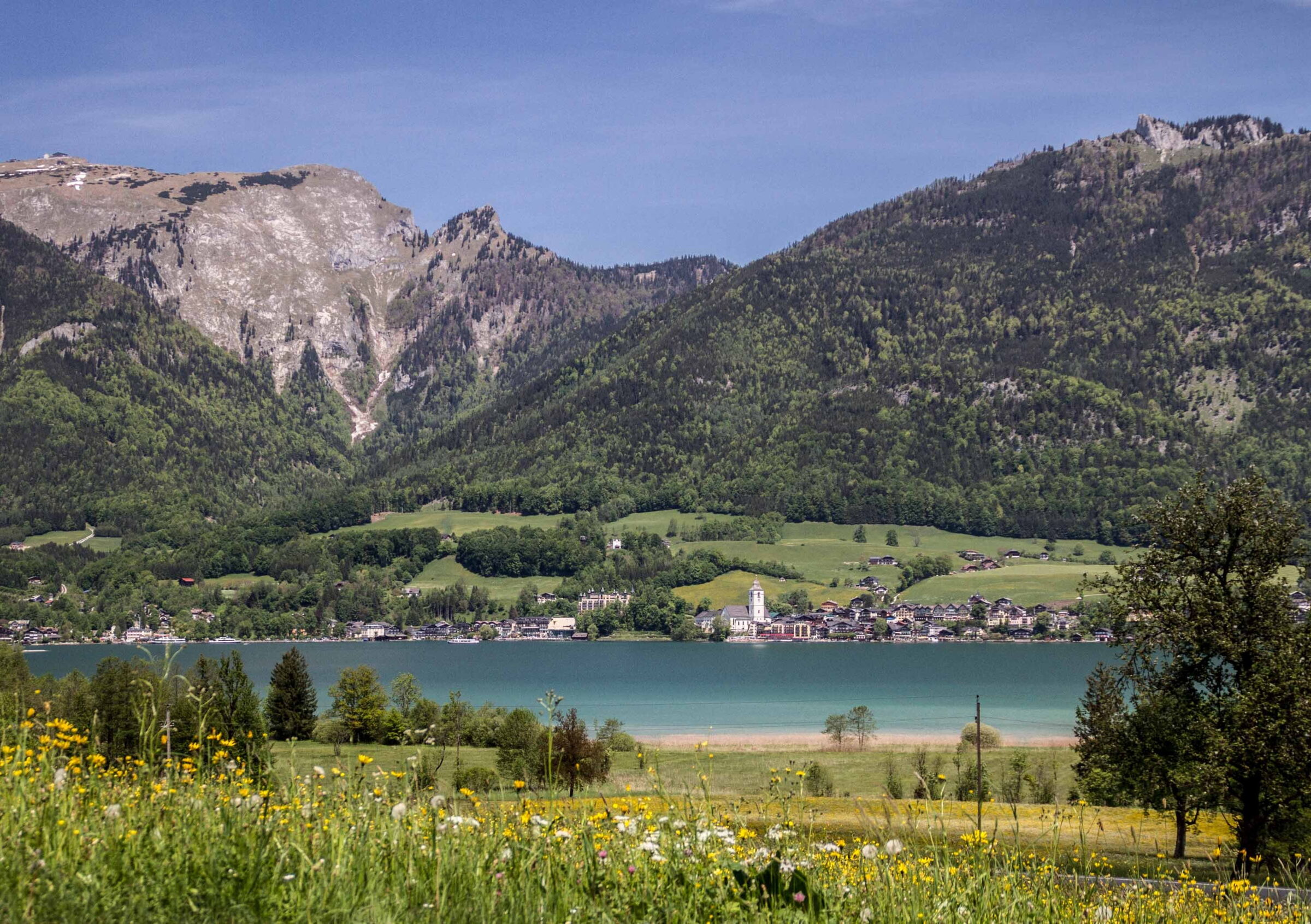 Eine Blumenwiese mit dem Wolfgangsee im Hintergrund