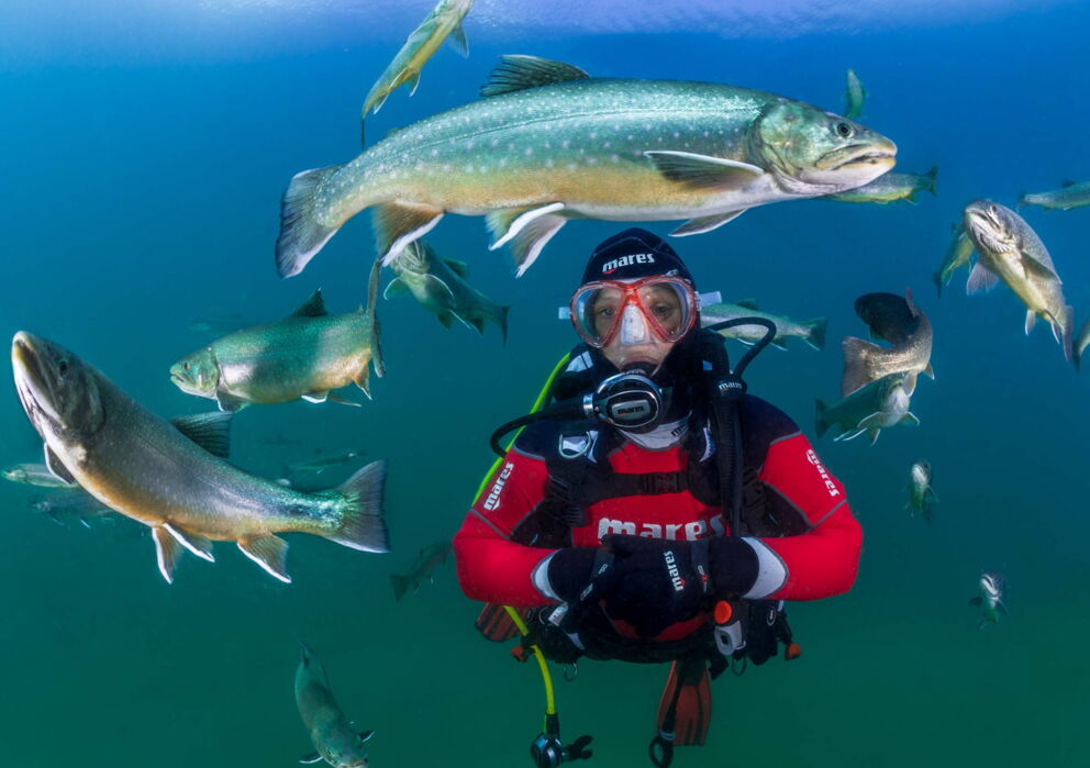 Taucher in den Tiefen des Wolfgangsees in einem Schwarm voller Fische