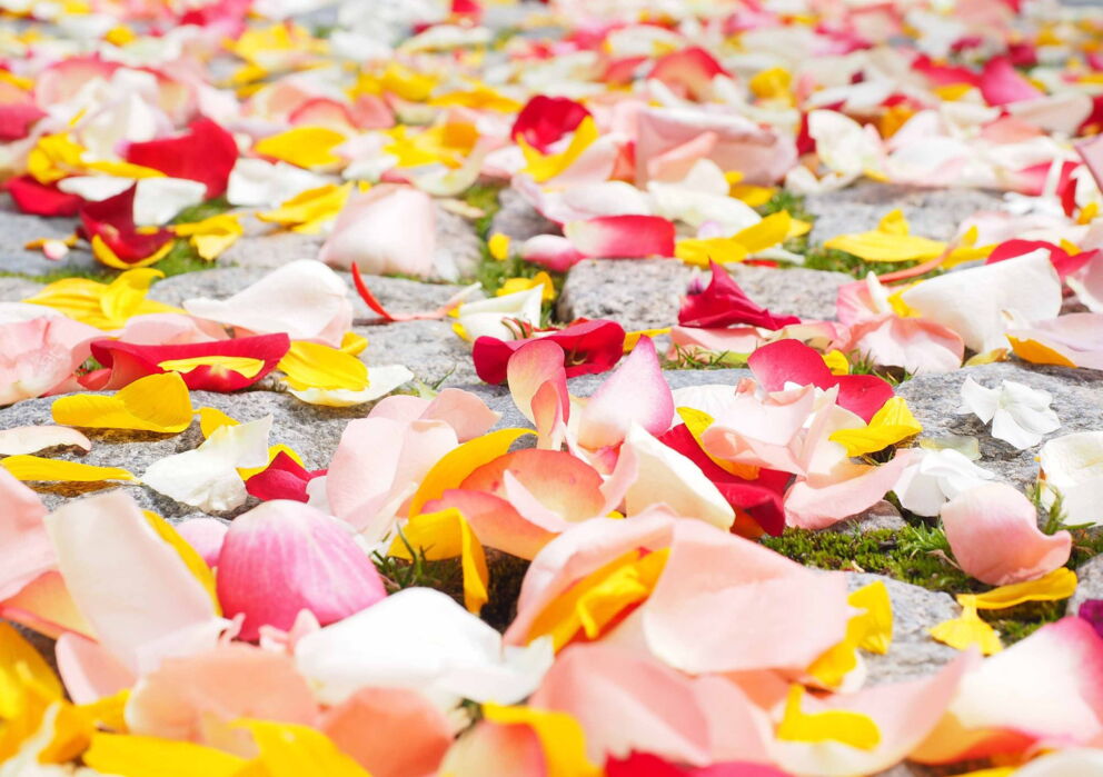Verschieden farbige Rosenblätter verstreut auf dem Boden