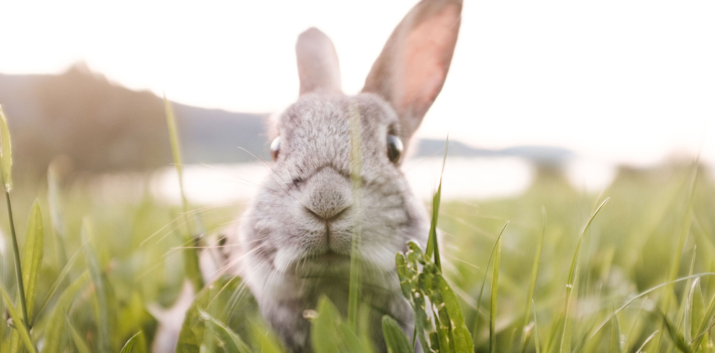 Ein Kaninchen in m Gras