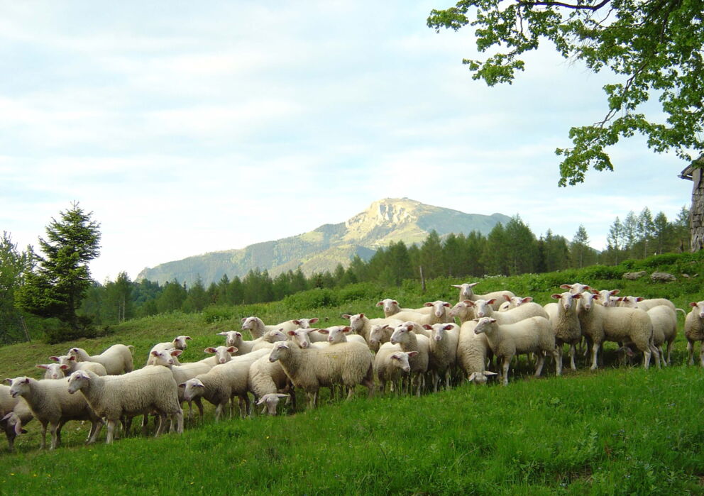 Schafherde auf einer Weide im Salzkammergut