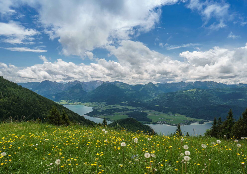 Blühende, saftig grüne Almwiese mit Bergpanorama im Hintergrund